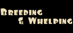 breeding_and_whelping.jpg