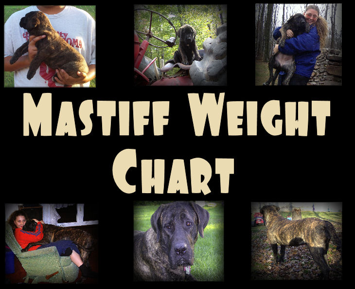 Mastiff Growth Chart Weight