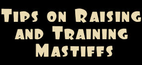 tips_on_raising_and_training_mastiffs.jpg