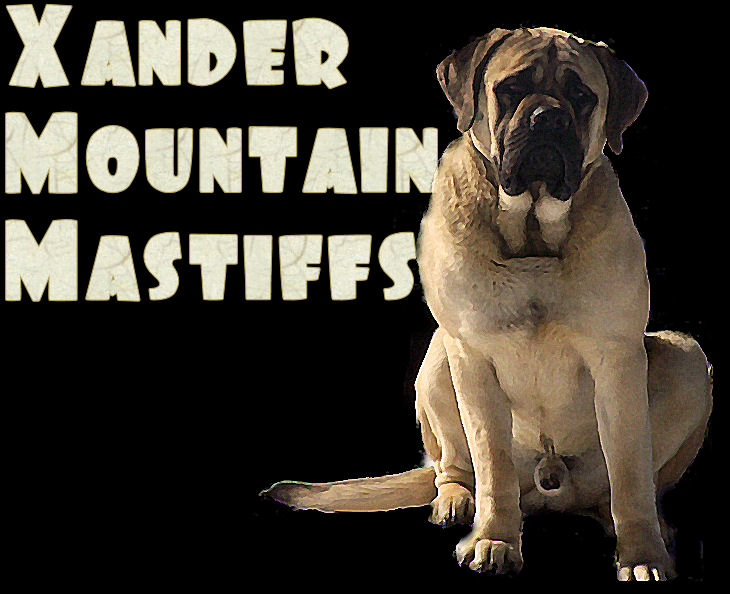 Xander Mountain Mastiffs