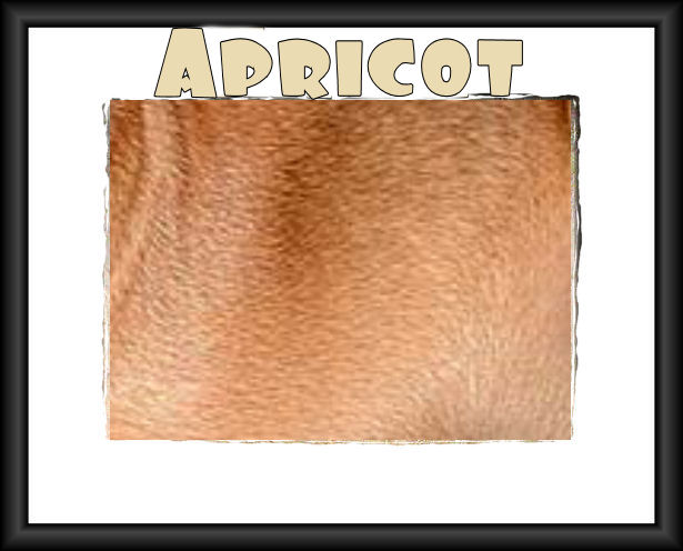 mastiff_color_apricot.jpg